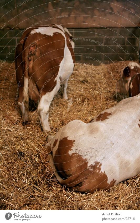 cow's bottom Cow Straw Farm Animal Barn Mammal Hind quarters