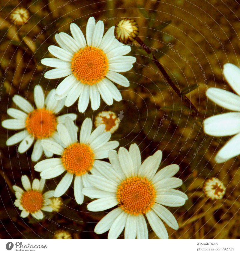 Marguerite Family Daisy Flower meadow Blossoming Plant Growth Macro (Extreme close-up) Sprinkle Spring Summer Green Bouquet Bee Spring fever Beautiful Delicate