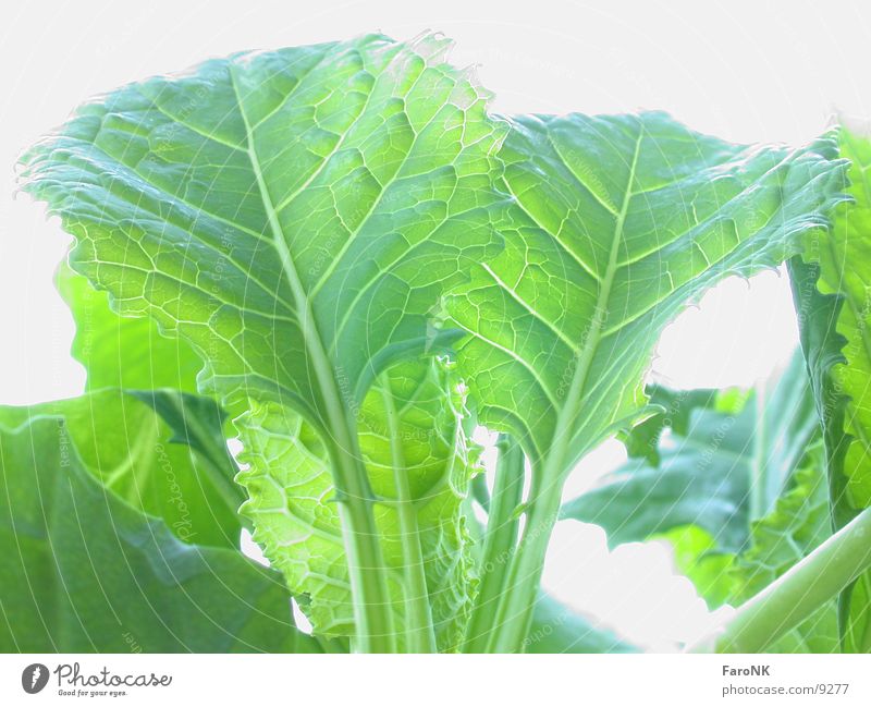 young cabbage Cabbage Leaf Vegetable