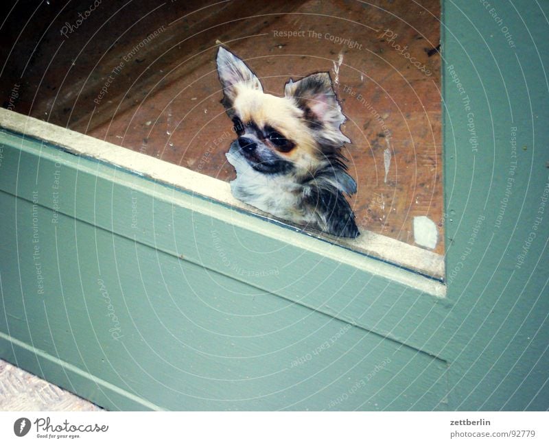 dog Dog Mastiff Hound Beast Safety Label Decoration Glass door Entrance Way out Detail Obscure Police dog presentation dog bloodhound security hole