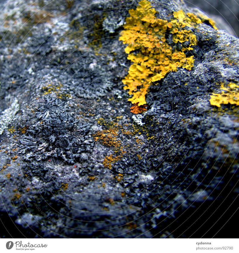 Interwoven Stone Maturing time Yellow Occur Wonder Fascinating Life form Plant Overgrown Disperse Macro (Extreme close-up) Close-up Mountain Minerals Lichen