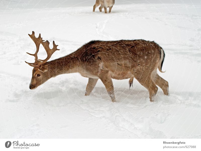 Fallow deer in winter forest. Beautiful animal in snowy forest