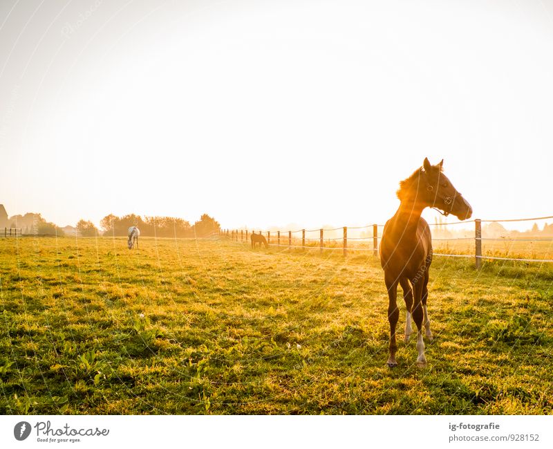 Filly in the morning sun - Sunrise Horse Vacation & Travel Landscape Baby animal Cute Multicoloured Gold Bauer Bauernhof Germany Farm Fohlen