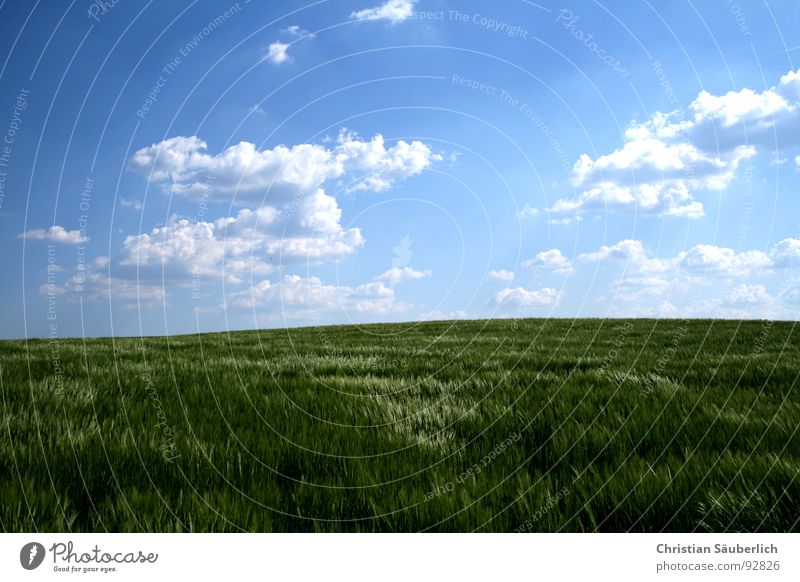 A piece of heaven II Clouds Horizon Cornfield Glittering Field Agriculture White Green Relaxation Barley Barleyfield Spring Sky Blue Peaceful Grönemeyer