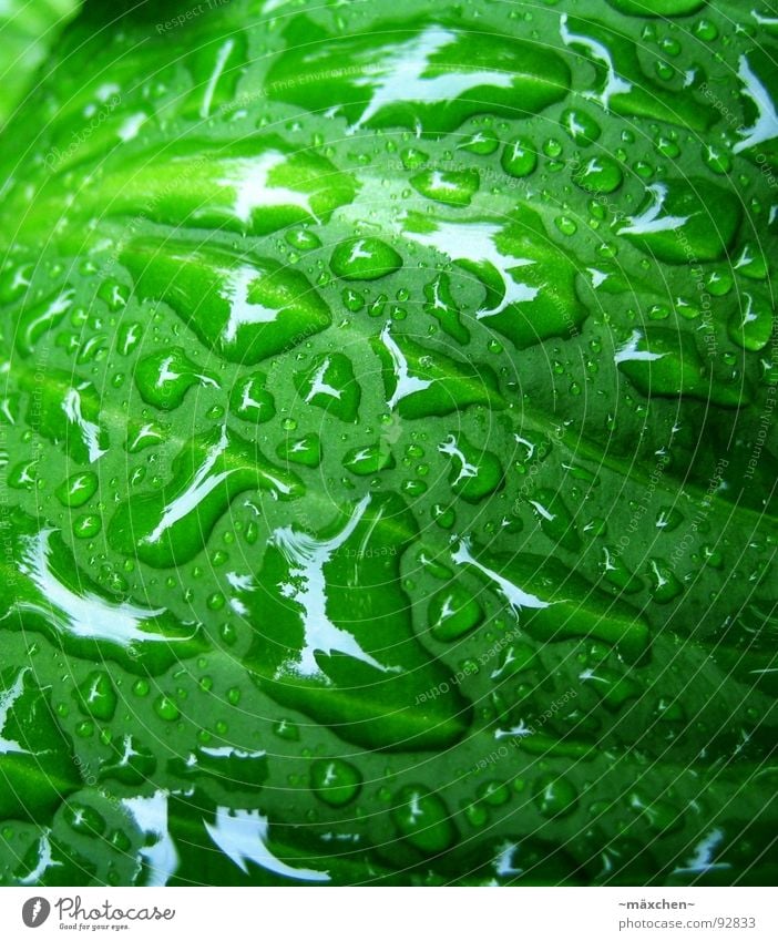 raindrop IV Rain Leaf Vessel Green Refreshment Refrigeration Damp Wet Glittering Round Sharp-edged Gaudy Multicoloured Tree Plant Macro (Extreme close-up)