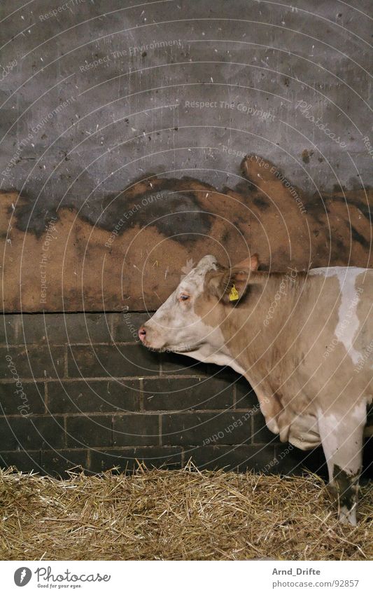 Cow in stable Straw Farm Animal Barn Wall (building) Wall (barrier) Mammal