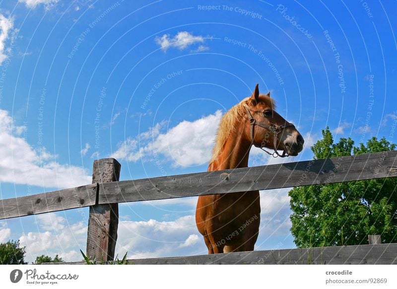 left is free! Horse Rotate Animal Tree Fence Gloomy Boredom Summer Hot Physics Mammal Looking Neck Eyes Ear Warmth