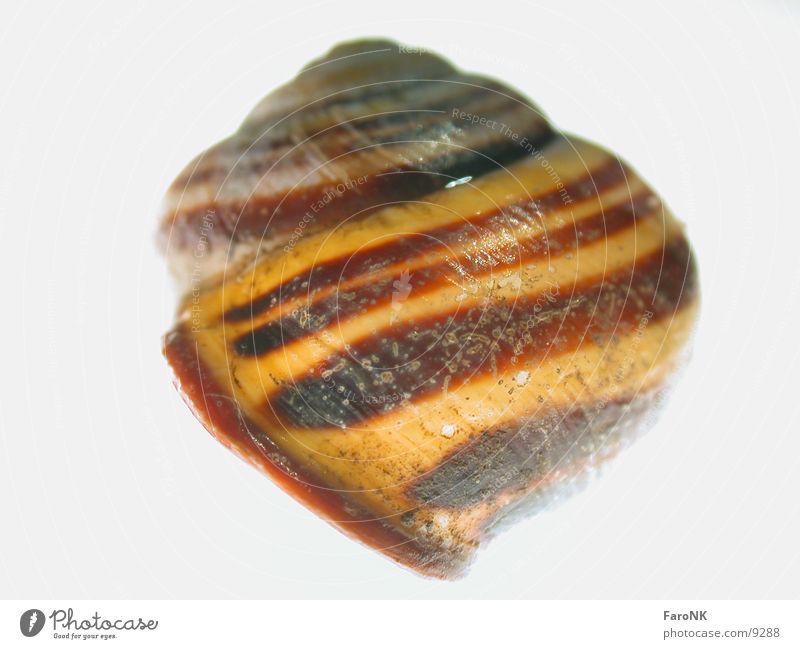snail shell Snail shell Animal Macro (Extreme close-up) Close-up