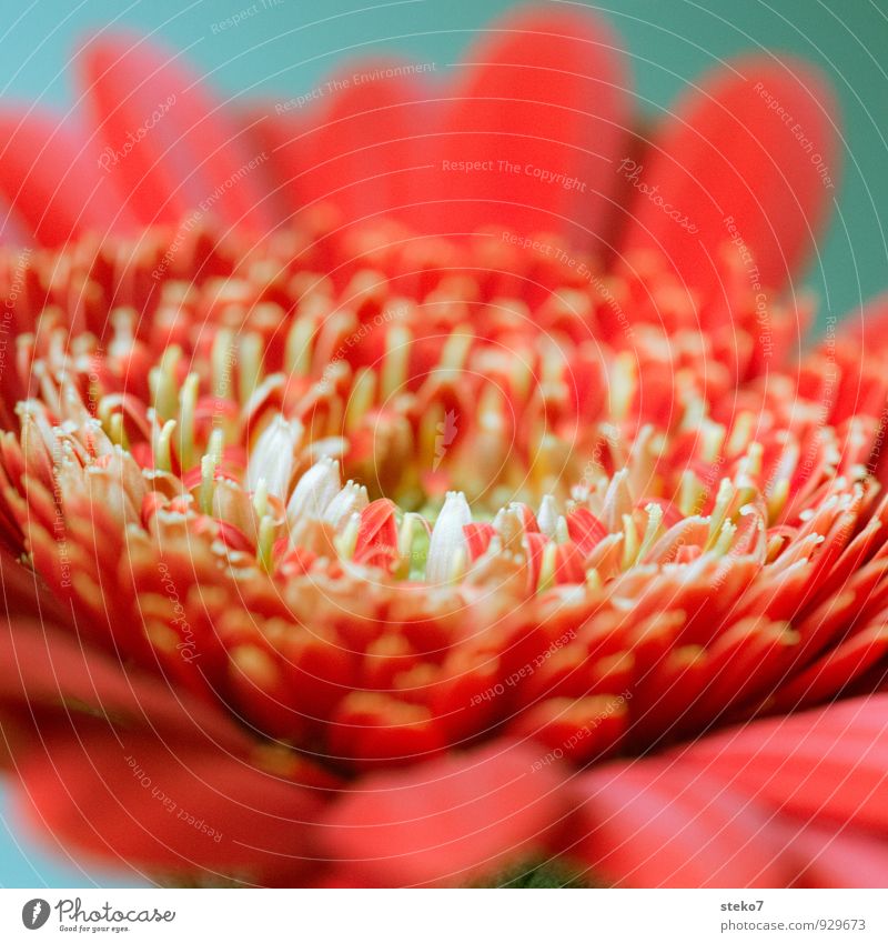 red III Plant Flower Blossom Gerbera Esthetic Fragrance Near Beautiful Green Red White Blossom leave Colour photo Studio shot Macro (Extreme close-up) Deserted