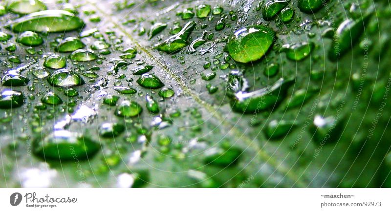 raindrop VI Rain Leaf Vessel Green Refreshment Refrigeration Damp Wet Glittering Round Sharp-edged Gaudy Multicoloured Plant Macro (Extreme close-up) Close-up