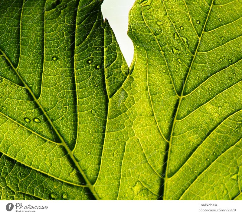 The signs of a leaf Leaf Green Live Vessel Plant Spring Life Drops of water Contrast transparent