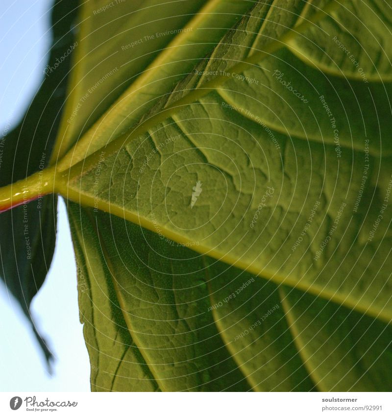 Under the umbrella... Leaf Green Plant Flower Stalk Vessel Blur Thread Spring Macro (Extreme close-up) Close-up Blue Structures and shapes bottom Umbrella