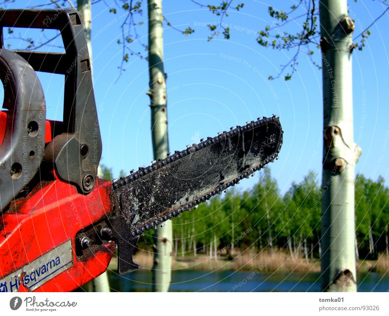 chainsaw massacre Saw Wood Chainsaw Red Force Dangerous Logging Cut down Woodcutter Tree Birch tree Lake Forest Machinery Tool Exterior shot Brandenburg