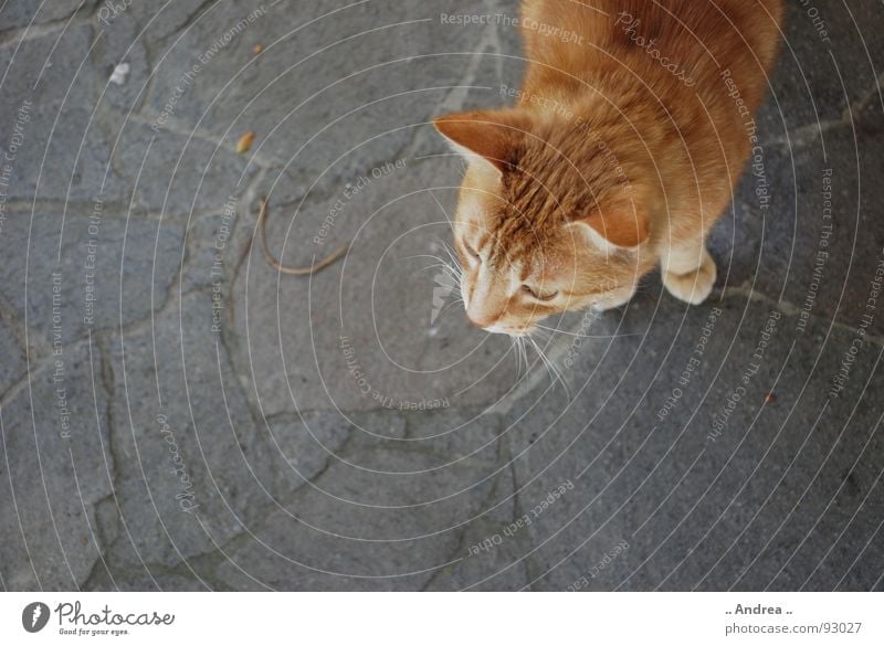 Red Tiger Ear Cat Stone Stone floor Whisker Mammal red cat mackerelled nikon d80 Colour photo