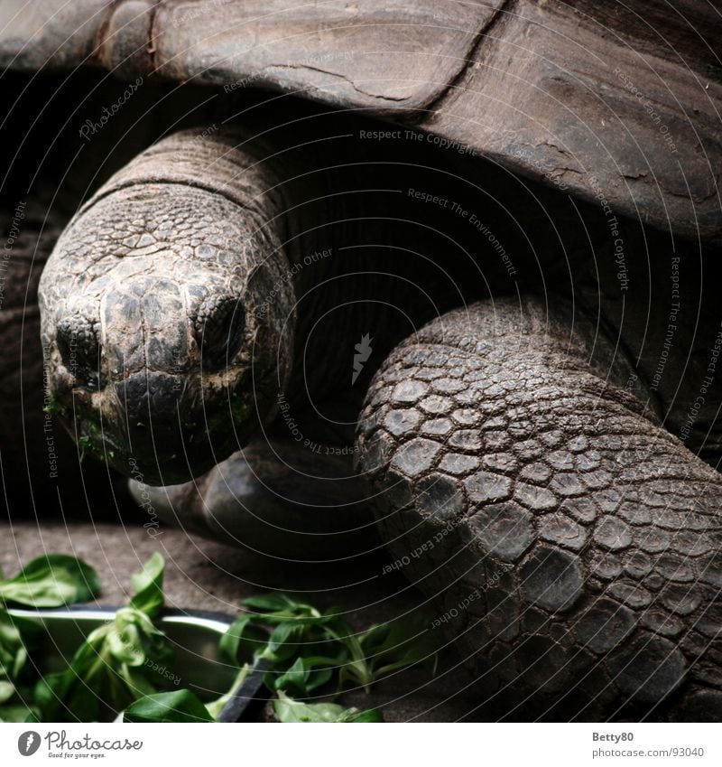 Cassiopeia Turtle Giant tortoise Reptiles Galapagos giant tortoise Animal Armor-plated Shell Tortoise To feed
