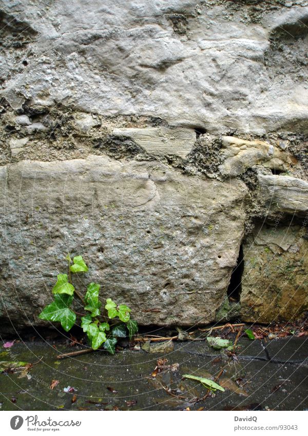 ivy Ivy Plant Wall (building) Wall (barrier) Niche Hope Tendril Disperse Growth Green Gray Cold Wet Historic Garden Park Hedera Stone Rock Corner Column Water