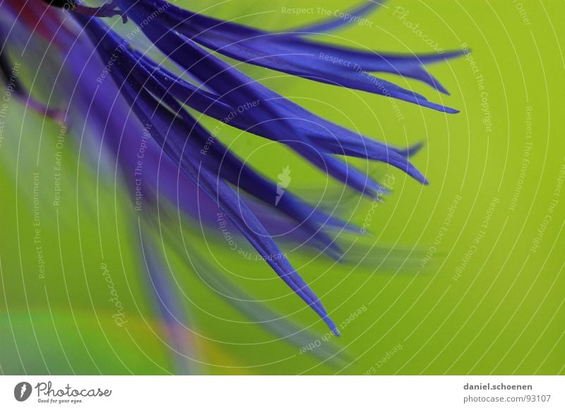 150mm Macro Blossom Flower Abstract Background picture Blur Violet Green Spring Summer Cornflower Macro (Extreme close-up) Close-up Detail Blue