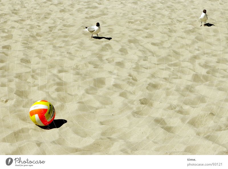 Unplayable, says Jonathan Shadow Leisure and hobbies Playing Beach Ball Sand Field Bird Curiosity Playing field Penalty kick seagull unplayable