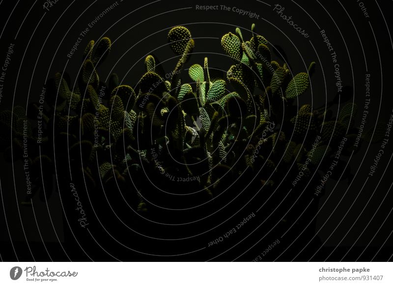 Nightmare on Cactus Street Plant Wild plant Exotic Growth Threat Dark Creepy Thorny Fear Bizarre Bushes Overgrown Surrealism Stage lighting Botany