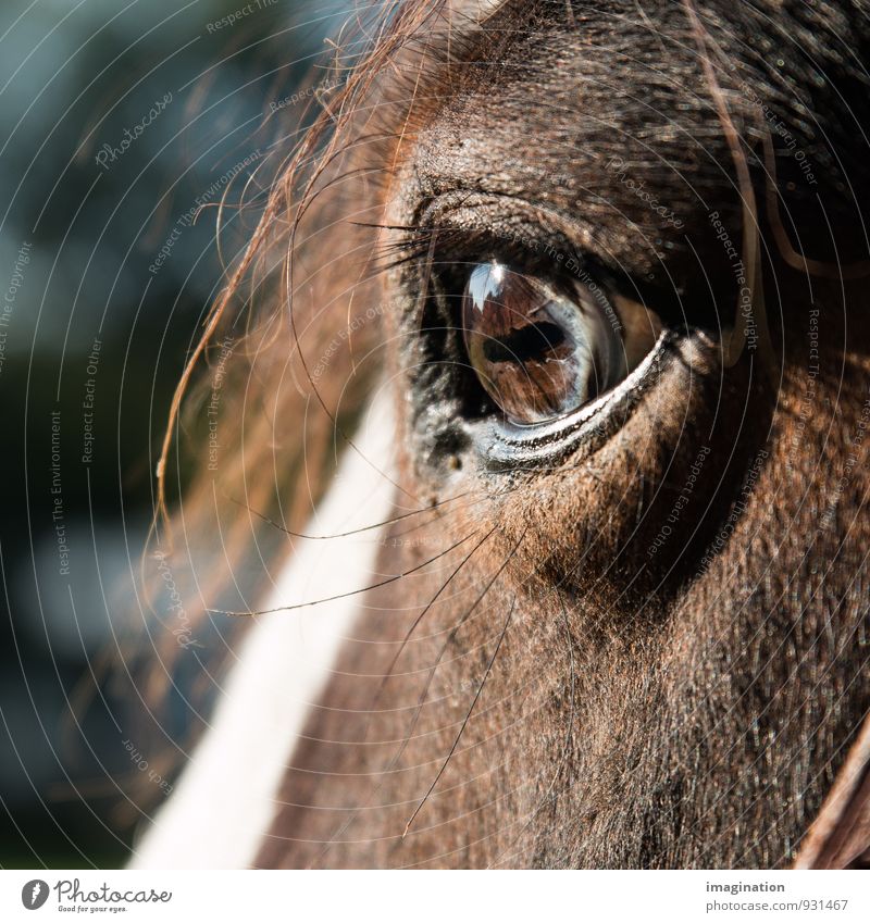 world in your eyes Animal Farm animal Horse 1 Looking Brown Calm Trust Contentment open-mindedness Eyes eyelash Reflection Colour photo Exterior shot Close-up