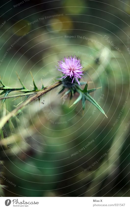 thistle Environment Nature Flower Leaf Blossom Blossoming Point Thorny Violet Thistle Thistle blossom Thistle leaves Colour photo Multicoloured Exterior shot