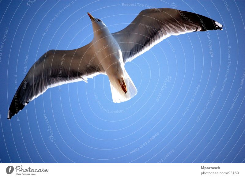 Boundless freedom Seagull Glide Go up Infinity Bird Air Warmth Freedom Blue Sky Flying exit