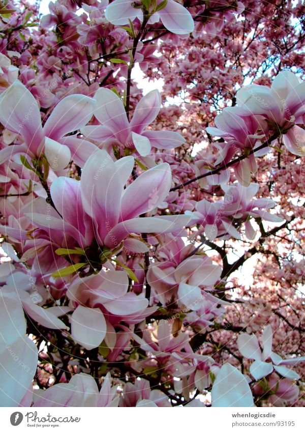 blossoms Blossom Multicoloured Pink Spring Tree Violet Branch