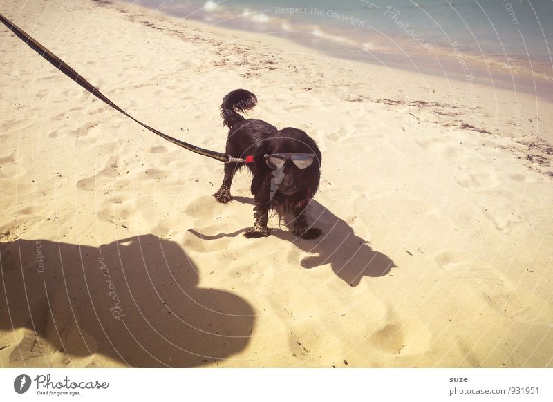 beach boy Lifestyle Style Leisure and hobbies Vacation & Travel Summer Summer vacation Beach Ocean Sand Coast Fashion Accessory Sunglasses Animal Pet Dog 1
