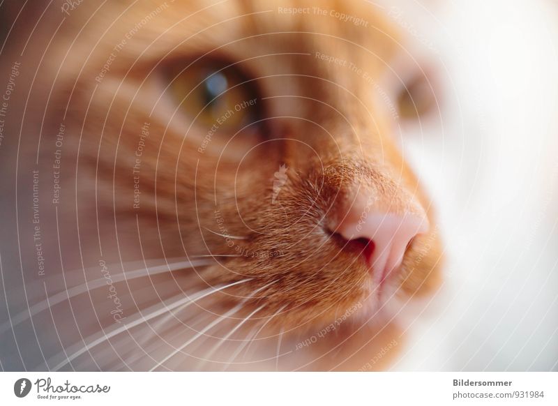 . Red-haired Animal Pet Cat Animal face 1 Looking Watchfulness Nose Whisker Odor Hunting Macro (Extreme close-up) Animalistic Pink Blur Focus on Intuition
