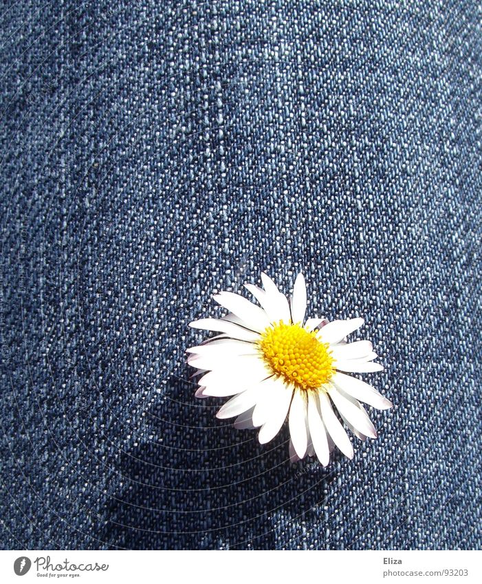 latecomers Daisy Flower Blossom leave Pollen Yellow Spring Summer Denim Playing Curiosity Sunbathing Blossoming Brash Jeans Happiness Life