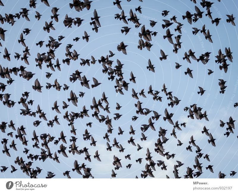 off to the south Animal Wild animal Bird Group of animals Flock Flying Starling Wing Travel photography Feather Colour photo Exterior shot Deserted Day