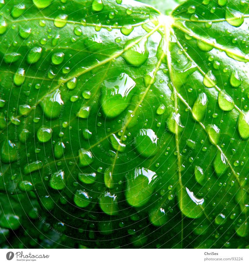 Raindrops 01 Leaf Green Ivy Wet Damp Plant Foliage plant Creeper Spring Botany Macro (Extreme close-up) Close-up Bathroom Drops of water Reflection Nature Water