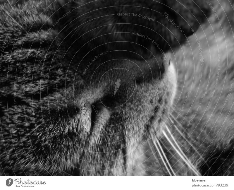 tiger cat Cat Paw Sleep Mammal Black & white photo mackerelled Eyes Nose
