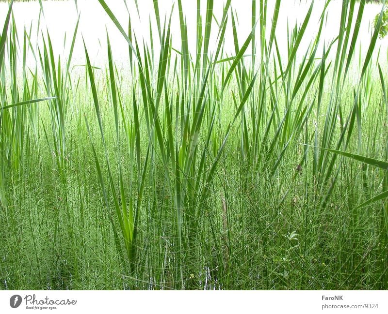 reed Grass Green Nature Plant