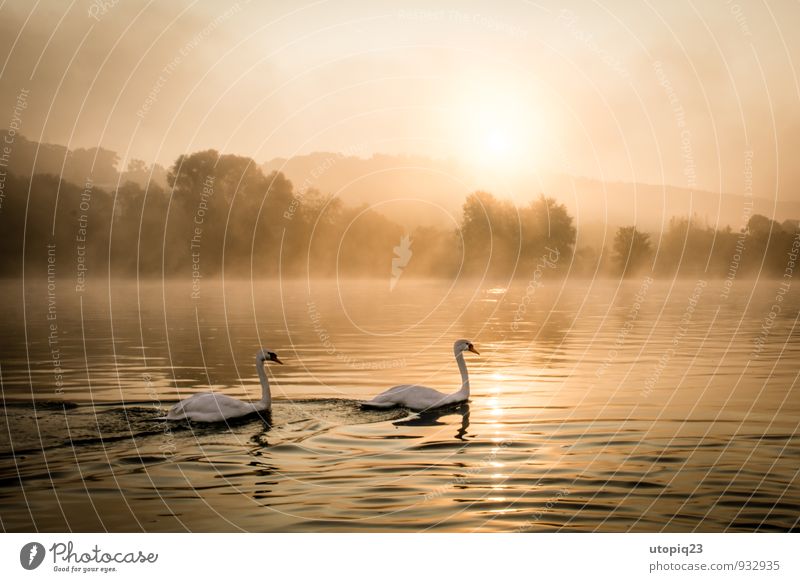 Sunrise at the Elbe with pair of swans Nature Landscape Water Sunset Autumn Winter Fog River bank Town Deserted Wild animal Swan Pair of animals Movement