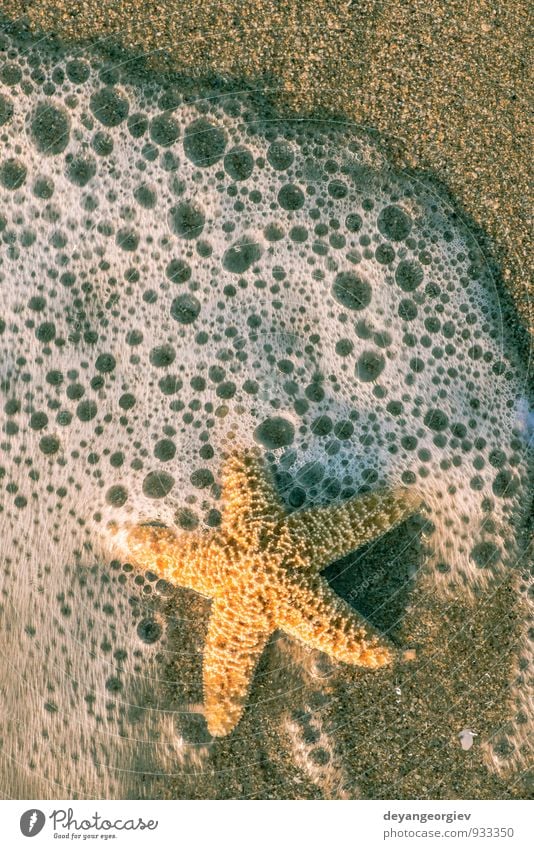 Starfish into the waves Relaxation Vacation & Travel Tourism Summer Beach Ocean Island Waves Nature Landscape Sand Coast Natural White water star Tropical