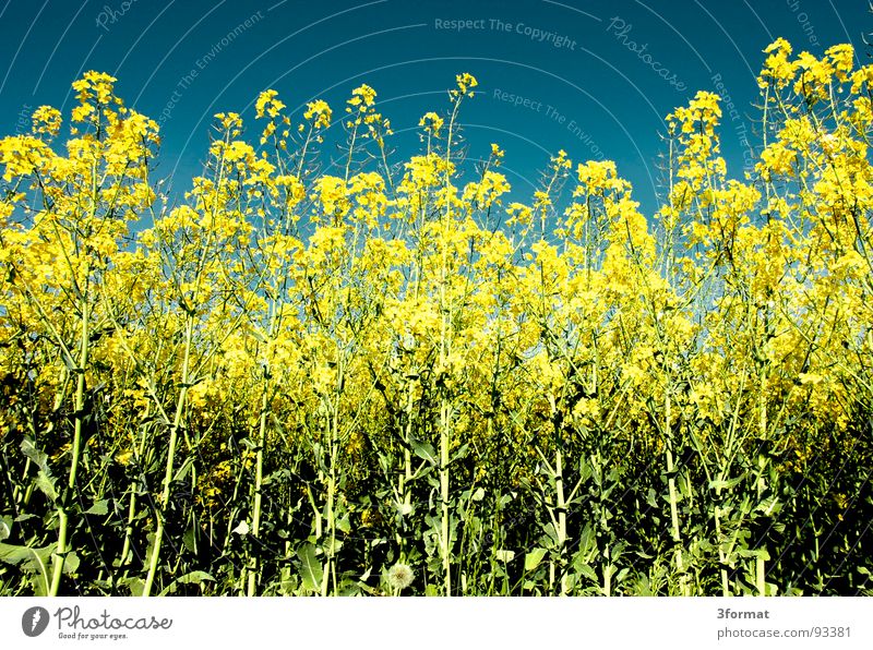 again_raps Canola Plant Yellow Green Spring Field Canola field Agriculture Honey Bee Blossom Flower Ecological Tracks Border Forest path Footpath Meadow