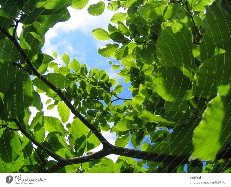 Skywards Green Leaf Summer Vacation & Travel Multiple Light Environment Blue Branch Nature Freedom Many Shadow