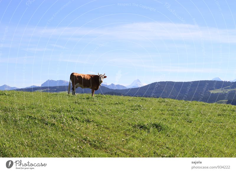 swiss cow Environment Nature Landscape Plant Animal Sky Clouds Autumn Grass Alps Mountain Schreckhorn Farm animal Cow 1 Stand Sustainability Natural Blue Green