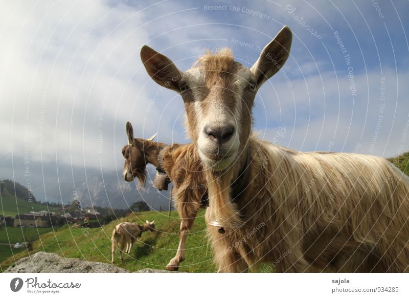 goat tin Environment Nature Landscape Animal Sky Clouds Autumn Farm animal Mammal Goats 3 Group of animals Looking Curiosity Bell To feed Colour photo