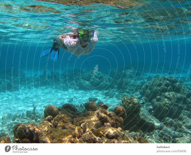 Maldives Water 04 Ocean Reef Dive Snorkeling Underwater photo dream vacation sea from below