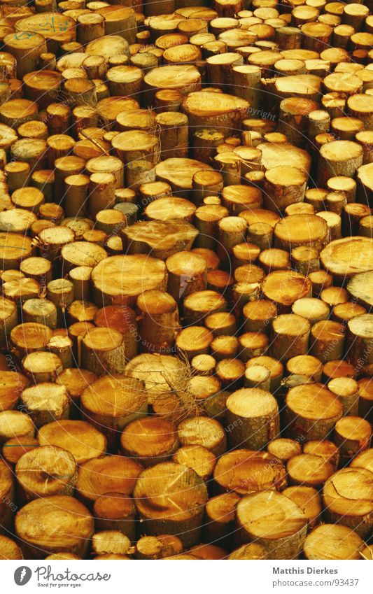 wood Nature Tree Wood Yellow Heap Stack Stack of wood Tree trunk Logging Structures and shapes Contrast Background picture Tree felling Raw Maximum Woody lumber