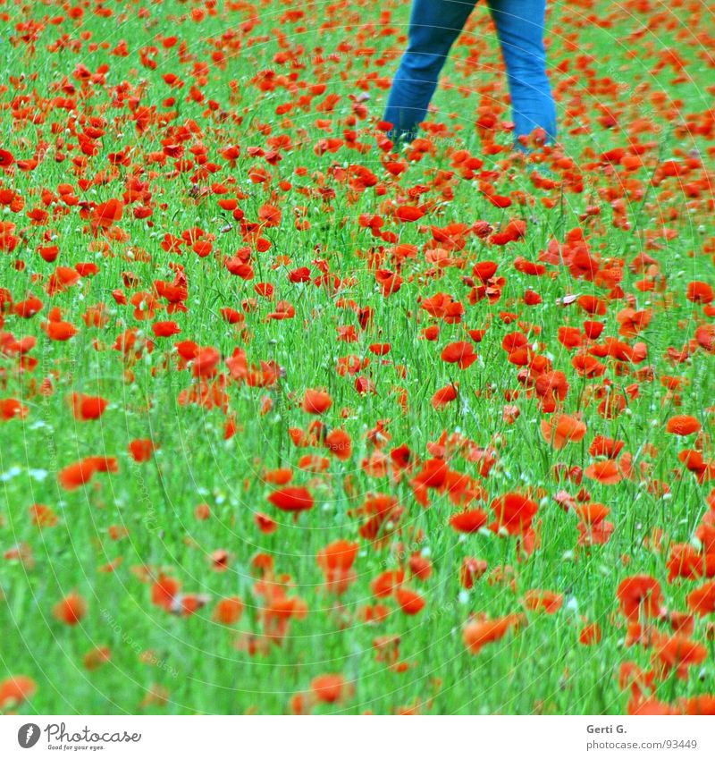 walkin' on the mohn Corn poppy Flower Blossom Plant Poppy Red Poppy blossom Summer Green Multicoloured Denim blue Going Flower meadow Jeans Grass Field Clothing