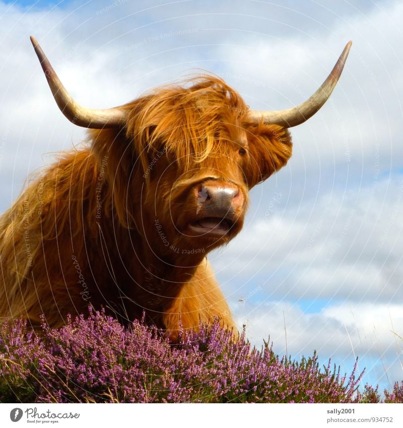 I'm gonna take this to your horns. Heather family Mountain heather Animal Farm animal Cow Cattle Highland cattle 1 Observe Love Wait Authentic Friendliness