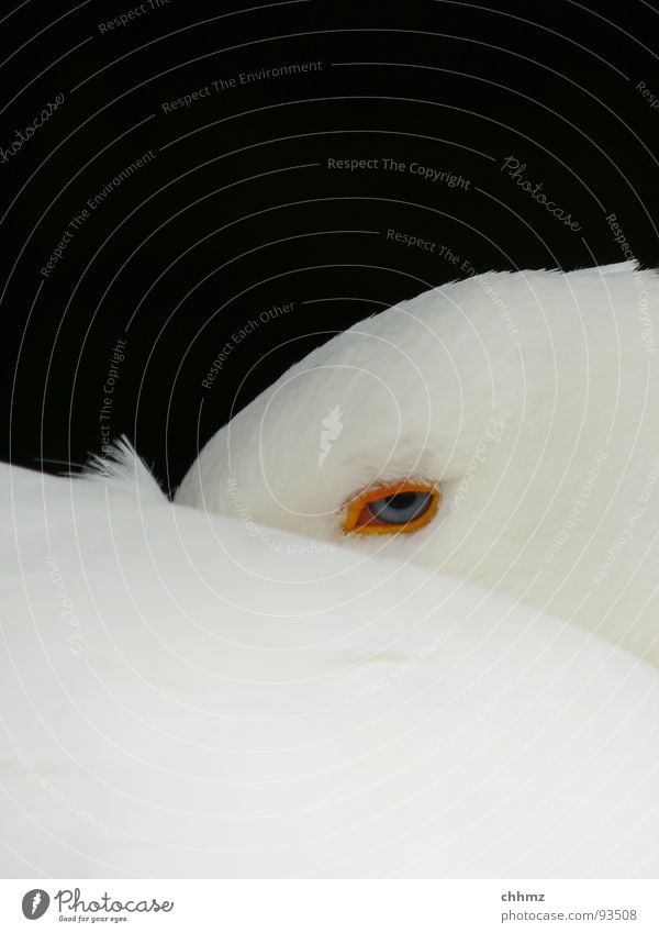 be careful Goose Beak Curiosity Dangerous Worm's-eye view Downy feather Watchfulness Looking White Bird Neck Feather down Button eyes. sleepy Fatigue Eyes