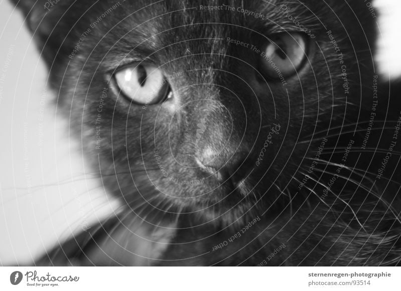 meow. Cat Animal portrait Mammal putty wepe Black & white photo Cat eyes Domestic cat