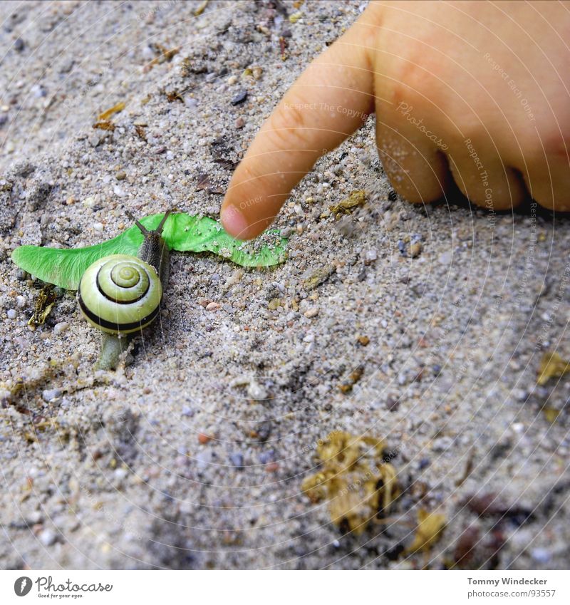 impression Playing Leisure and hobbies Child Sandpit Childhood dream Task Planning Summer Spring Suck-up Feeler Snail shell Detached house Hand Children`s hand