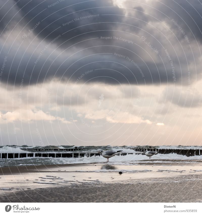 waiting Animal Bird 2 Brown Gray Pink White Seagull Ocean Baltic Sea Water Clouds Sky Horizon Waves Break water Wind Colour photo Exterior shot Deserted