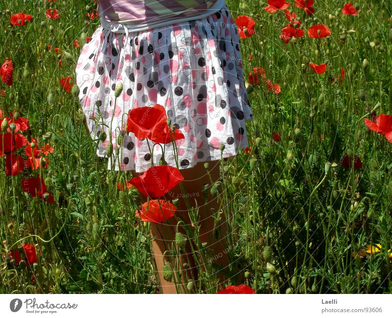 poppy seed skirt White Pink Black Poppy Red Blossom Beautiful Blossoming Grass Green Juicy Field Happiness Spring Flower Joy Garden Nature