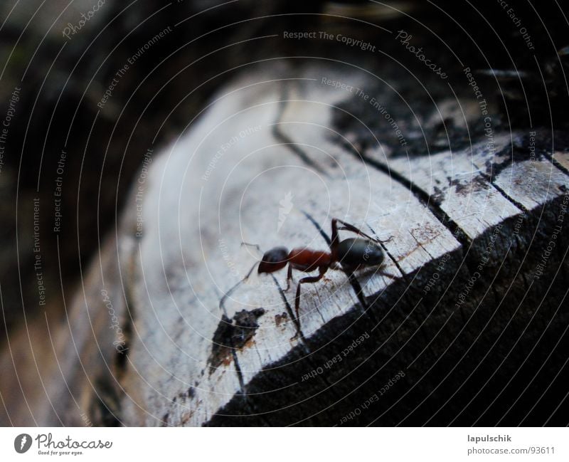 ant Ant Estonia Wood Dark Black Burn Exterior shot Macro (Extreme close-up) Close-up Power